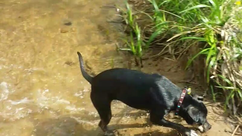 Prescott Park - Meredith, NH