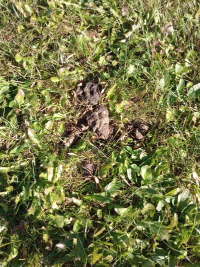 Merrill Dog Park - Merrill, WI