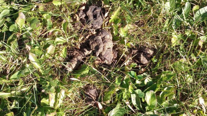 Merrill Dog Park - Merrill, WI