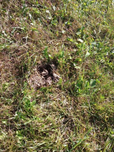 Merrill Dog Park - Merrill, WI