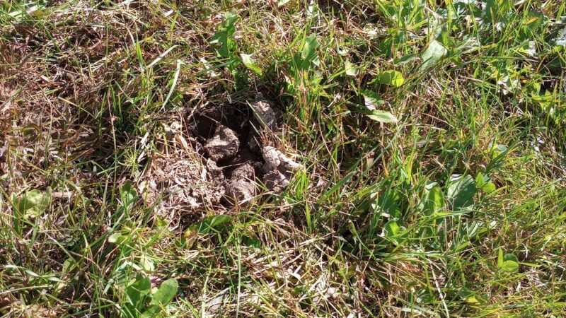 Merrill Dog Park - Merrill, WI