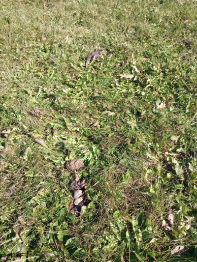 Merrill Dog Park - Merrill, WI