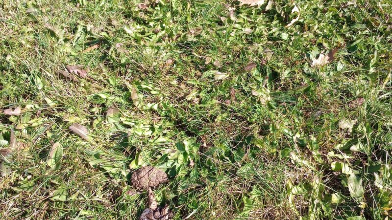 Merrill Dog Park - Merrill, WI