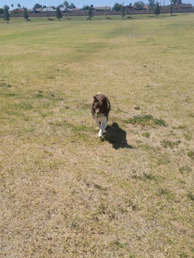 Aripine Park - Mesa, AZ