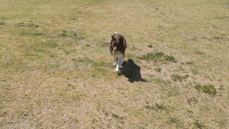 Aripine Park - Mesa, AZ