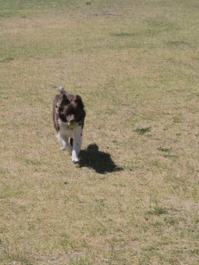 Aripine Park - Mesa, AZ