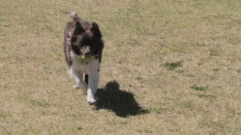 Aripine Park - Mesa, AZ