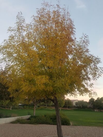 Bella Via Park - Mesa, AZ