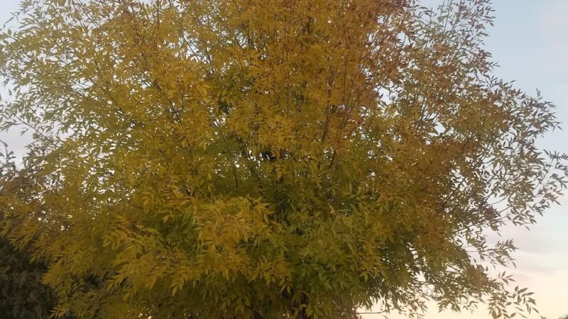 Bella Via Park - Mesa, AZ