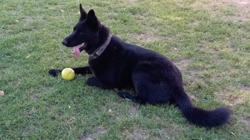 City of Mesa Basin - Mesa, AZ