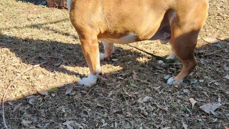 City of Mesa Basin - Mesa, AZ