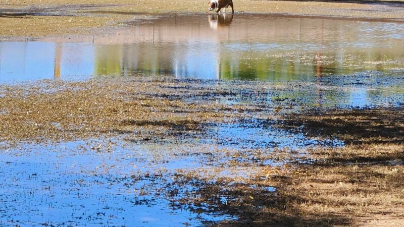 City of Mesa Basin - Mesa, AZ