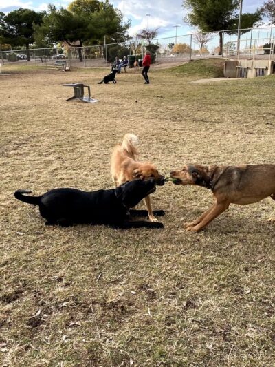 Countryside Park - Mesa, AZ