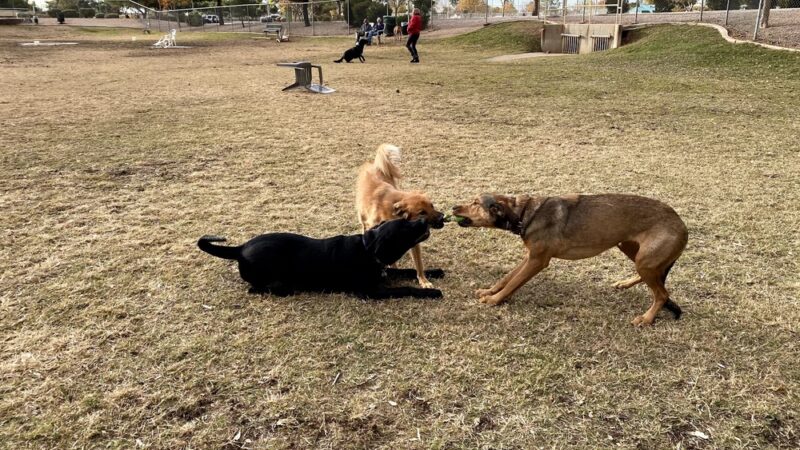 Countryside Park - Mesa, AZ