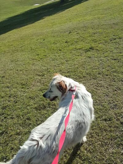 Harmony Park - Mesa, AZ
