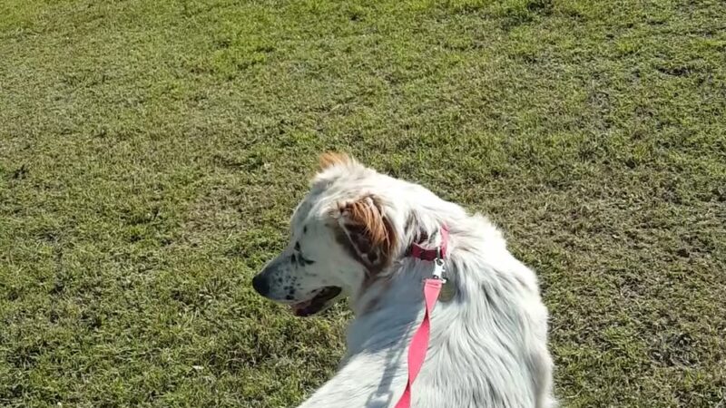 Harmony Park - Mesa, AZ