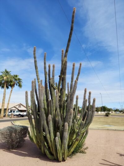 Los Alamos Park - Mesa, AZ