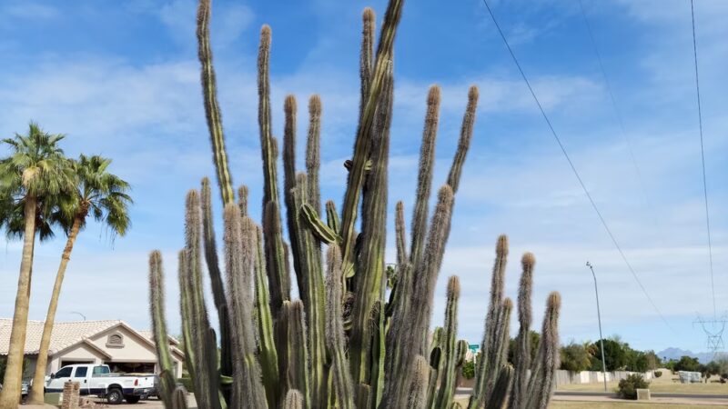 Los Alamos Park - Mesa, AZ