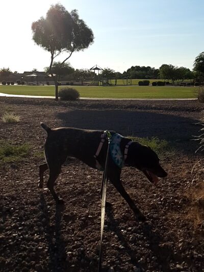 Mariposa Park - Mesa, AZ