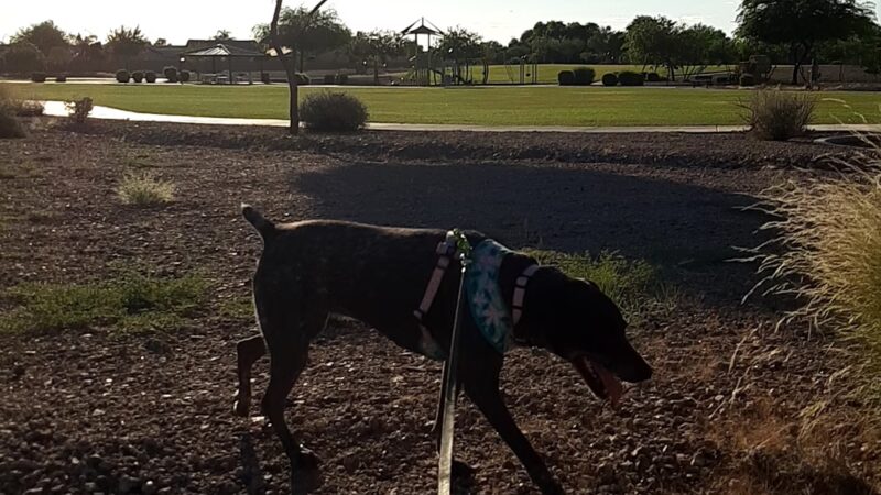 Mariposa Park - Mesa, AZ