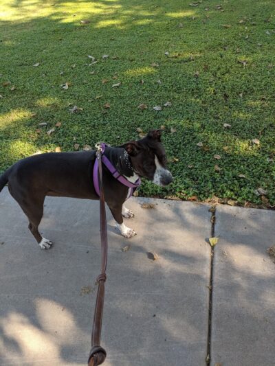 Porter Park - Mesa, AZ