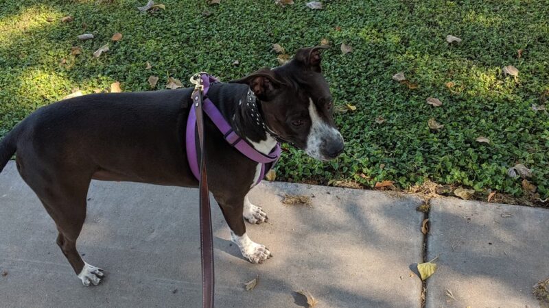 Porter Park - Mesa, AZ