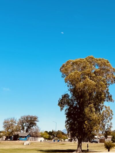 Ranch West Park, Basin - Mesa, AZ