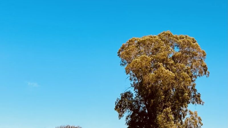 Ranch West Park, Basin - Mesa, AZ