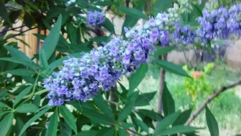 Ranch West Park, Basin - Mesa, AZ