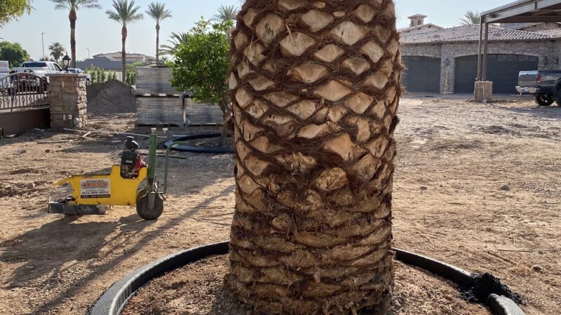 Ranch West Park, Basin - Mesa, AZ