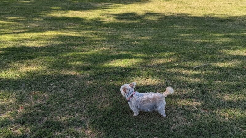 Santa Rita Ranch Park - Mesa, AZ