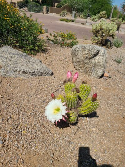 Sonoran Heights Park - Mesa, AZ