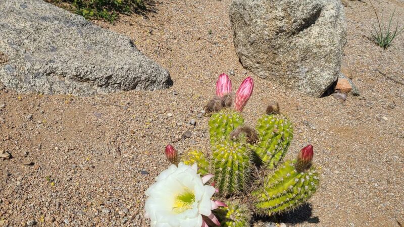 Sonoran Heights Park - Mesa, AZ