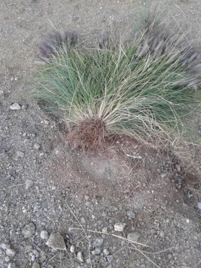 Sonoran Heights Park - Mesa, AZ