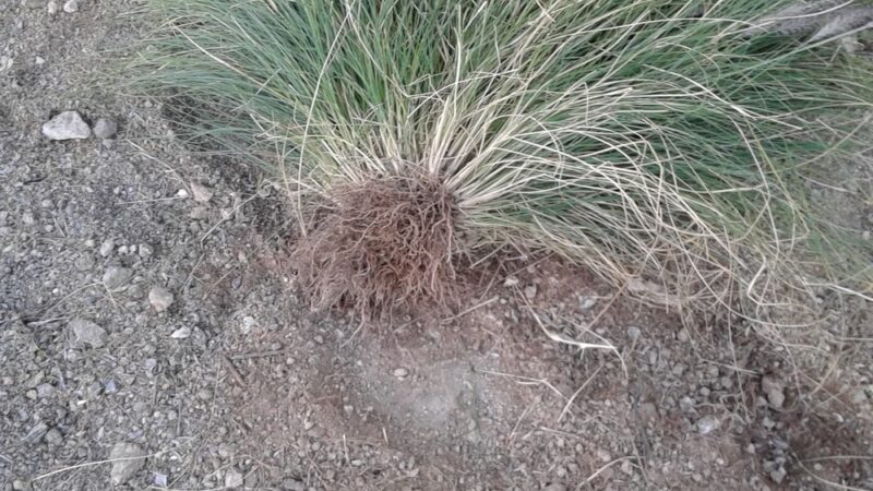 Sonoran Heights Park - Mesa, AZ