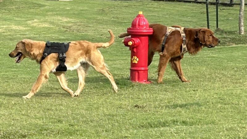 Copeland Dog Park - Mesquite, TX