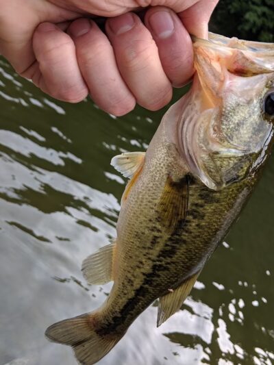 Big Run Lake - Metz, WV