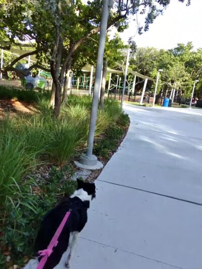 Bark Beach - Miami Beach, FL