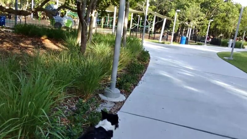 Bark Beach - Miami Beach, FL
