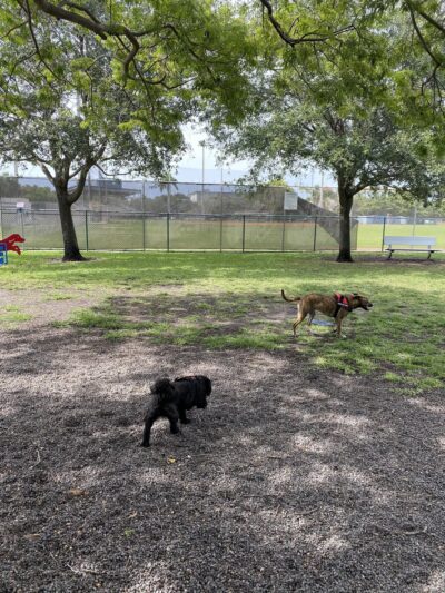 Dog park - Miami Beach, FL