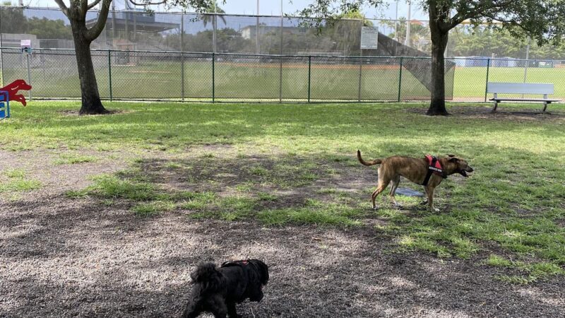 Dog park - Miami Beach, FL