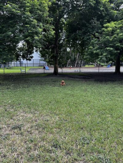 Dog park - Miami Beach, FL