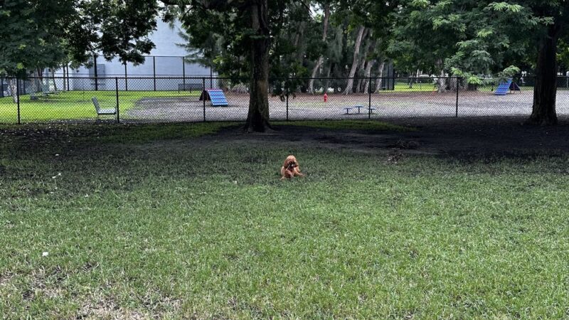 Dog park - Miami Beach, FL