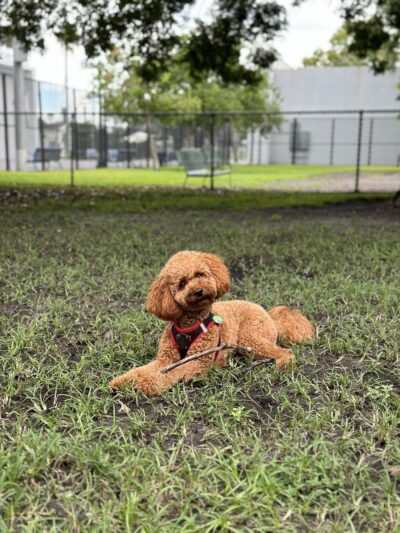 Dog park - Miami Beach, FL