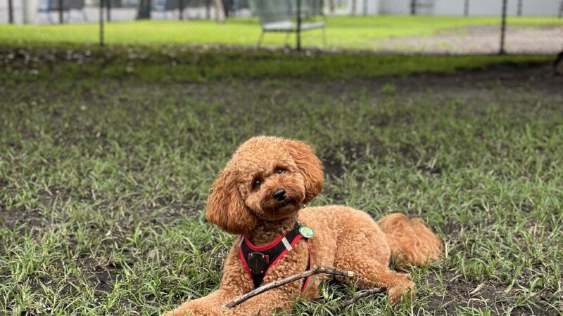 Dog park - Miami Beach, FL