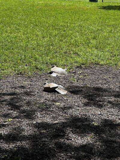 Dog park - Miami Beach, FL