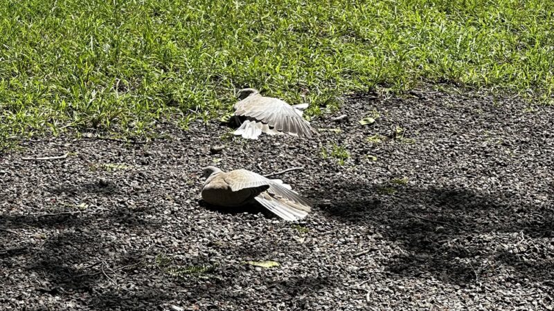 Dog park - Miami Beach, FL