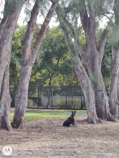 Dog park - Miami Beach, FL