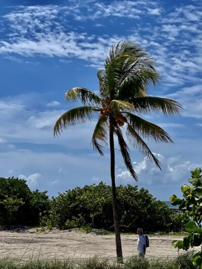 Haulover Park Bayside Picnic Area - Miami Beach, FL