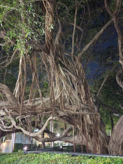 Washington Dog Park & Annex - Miami Beach, FL